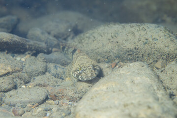 Mottled sculpin at the bottom of a river