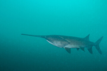 American paddlefish swimming in blue lake with mouth closed