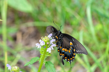 Spicebush swallowtail eating nectar off flower