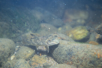 Northern hogsucker on a riverbed