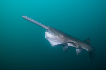 American paddlefish starting to open mouth