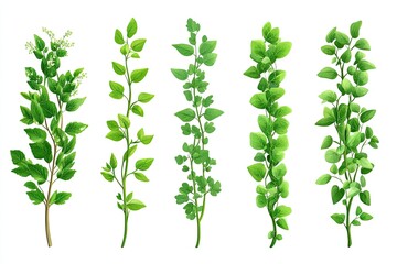 Collection of five green twigs. Use these graphic elements for nature-themed designs, brochures, or packaging.