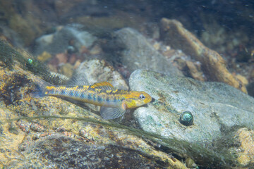 Roanoke darter displaying on a riverbed