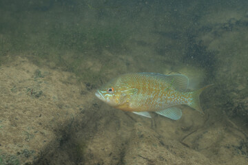 Redbreast sunfish in a sandy river