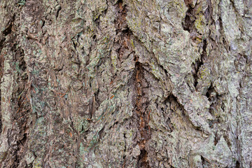 An abstract image of the very rough texture of aged spruce tree bark.