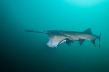 Fototapeta premium American paddlefish feeding on plankton in lake