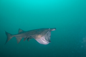 American paddlefish with broken rostrumm feeding on plankton