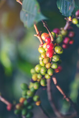 Vertical Close up hands harvest red seed in basket robusta arabica plant farm. Coffee plant farm woman Hands harvest raw coffee beans. Vertical Horizon Ripe Red berries fresh seed green tree eco farm