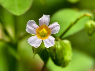 Oxalis barrelieri flower with blurred background
