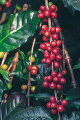 Vertical Close up hands harvest red seed in basket robusta arabica plant farm. Coffee plant farm woman Hands harvest raw coffee beans. Vertical Horizon Ripe Red berries fresh seed green tree eco farm