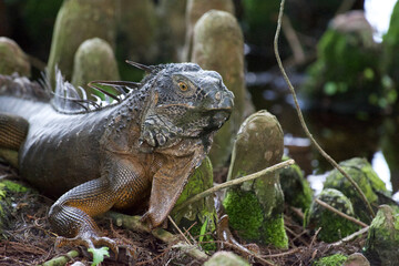 Green iguana, portrait, reptile, Delray Beach, Florida, cypress trees, nature preserve, Green Cay, habitat, lizard, wildlife, ecosystem, tropical, swamp, marshland, natural setting, wildlife photograp