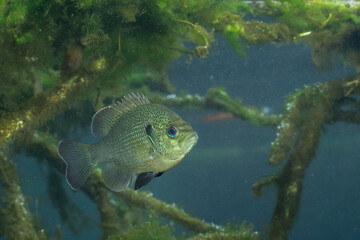 Spotted sunfish surrounded by woody debris