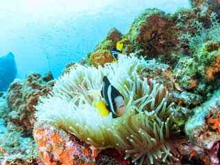 美しいイソギンチャク畑の可愛いクマノミ（クマノミ亜科）のペア他。
英名、学名：Yellowtail clownfish (Amphiprion clarkii)
静岡県伊豆半島賀茂郡南伊豆町中木ヒリゾ浜-2024年
