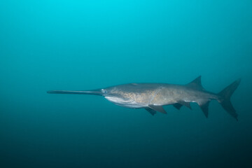 American paddlefish swimming in blue lake with mouth closed
