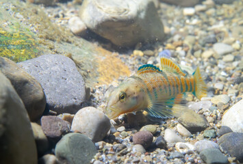 Rainbow darter eating at the bottom of the river