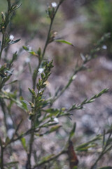 山の近くに生えていた植物