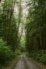 Fototapeta premium Road in the Forest