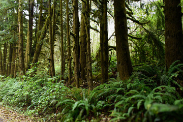 Obraz premium Trees in the Forest