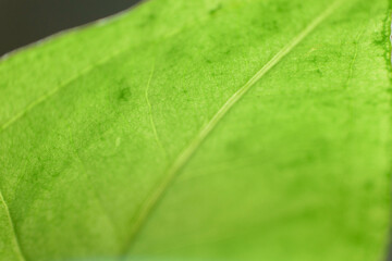 Green Leaf Macro