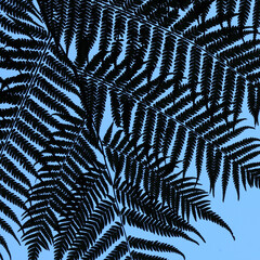 Detail of fern tree seen from below, New Zealand.