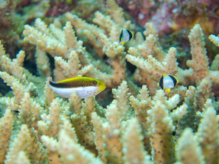 美しいテーブルサンゴとホシゴンベ（ゴンベ科）、ヤリカタギ（チョウチョウウオ科）の幼魚他の群れ。
英名、学名：Blackside hawkfish (Paracirrhites forsteri)
Chevron Butterflyfish (Chaetodon trifascialis)
Table coral, Acropora Solitaryensis,
賀茂郡南伊豆町中木ヒリゾ浜-2024