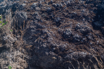 火山岩のごつごつとした見た目