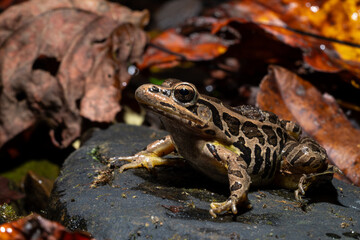 Leopard frog on a rock
