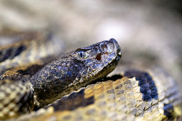 Timber rattlesnake closeup in forest