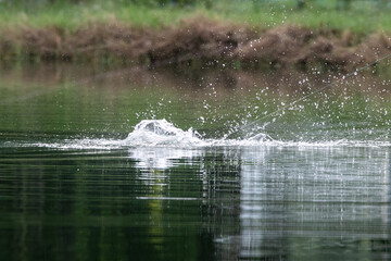 Asian sea bass or Barramundi game fishing for lure