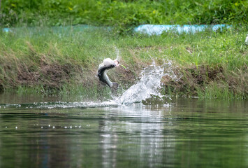 Asian sea bass or Barramundi game fishing for lure