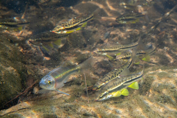 Fototapeta premium School of mountain redbelly dace and rosyside dace in river