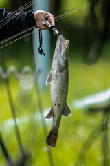 Asian sea bass or Barramundi game fishing for lure
