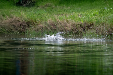 Asian sea bass or Barramundi game fishing for lure