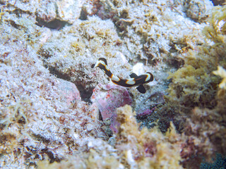 くねくね泳ぐ、可愛いムスジコショウダイ（イサキ科）の幼魚。
英名、学名：Indian Ocean oriental sweetlips, Plectorhinchus orientalis
静岡県伊豆半島賀茂郡南伊豆町中木ヒリゾ浜-2024年
