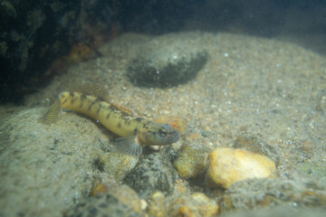 Fantail darter displaying in riverbed