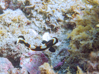 くねくね泳ぐ、可愛いムスジコショウダイ（イサキ科）の幼魚。
英名、学名：Indian Ocean oriental sweetlips, Plectorhinchus orientalis
静岡県伊豆半島賀茂郡南伊豆町中木ヒリゾ浜-2024年
