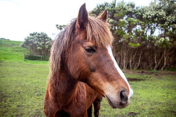 Fototapeta premium brown horse face in the meadow