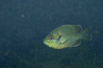 Fototapeta premium Spotted sunfish in dark natural spring