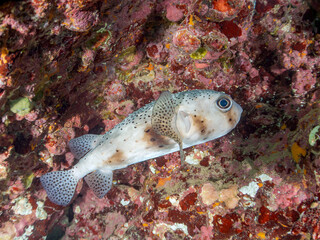 美しく大きなイシガキフグ（ハリセンボン科）。
英名、学名：Pacific Burrfish (Chilomycterus reticulatus)
静岡県伊豆半島賀茂郡南伊豆町中木ヒリゾ浜-2024年
