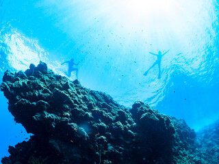 ウミカラマツ（ソフトコーラル）が生えるドロップオフのキンギョハナダイ（ハナダイ亜科）、スズメダイ（スズメダイ科）他群れ
英名、学名：
Sea Goldie (Pseudanthias squamipinnis)
Damselfish, Chromis notata, 
Antipathes japonica
水面にはスキンダイバーも泳いでいる。静岡県伊豆半島賀茂郡南伊豆町中木ヒリゾ浜-2024年
