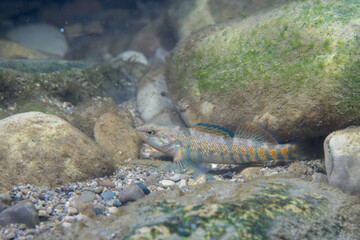 Rainbow darter displaying on a riverbed