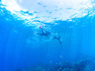 ウミカラマツ（ソフトコーラル）が生えるドロップオフのキンギョハナダイ（ハナダイ亜科）、スズメダイ（スズメダイ科）他群れ
英名、学名：
Sea Goldie (Pseudanthias squamipinnis)
Damselfish, Chromis notata, 
Antipathes japonica
水面にはスキンダイバーも泳いでいる。静岡県伊豆半島賀茂郡南伊豆町中木ヒリゾ浜-2024年
