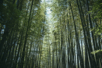 Fototapeta premium 竹林