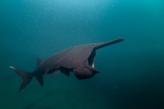 American paddlefish feeding on plankton in lake