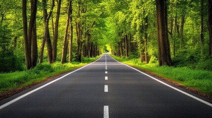 Asphalt Road Through Lush Green Forest