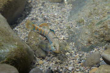 Rainbow darter displaying on a riverbed