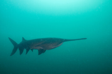 American paddlefish swimming in blue lake with mouth closed