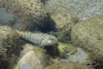 Rainbow darter displaying on the bottom of a river