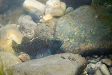 Spotted darter displaying at riverbed