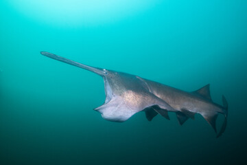 American paddlefish feeding on plankton in lake